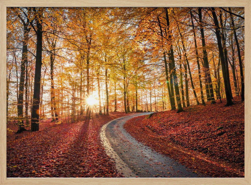 Road in Söderåsen nationalpark, Sweden | Poster