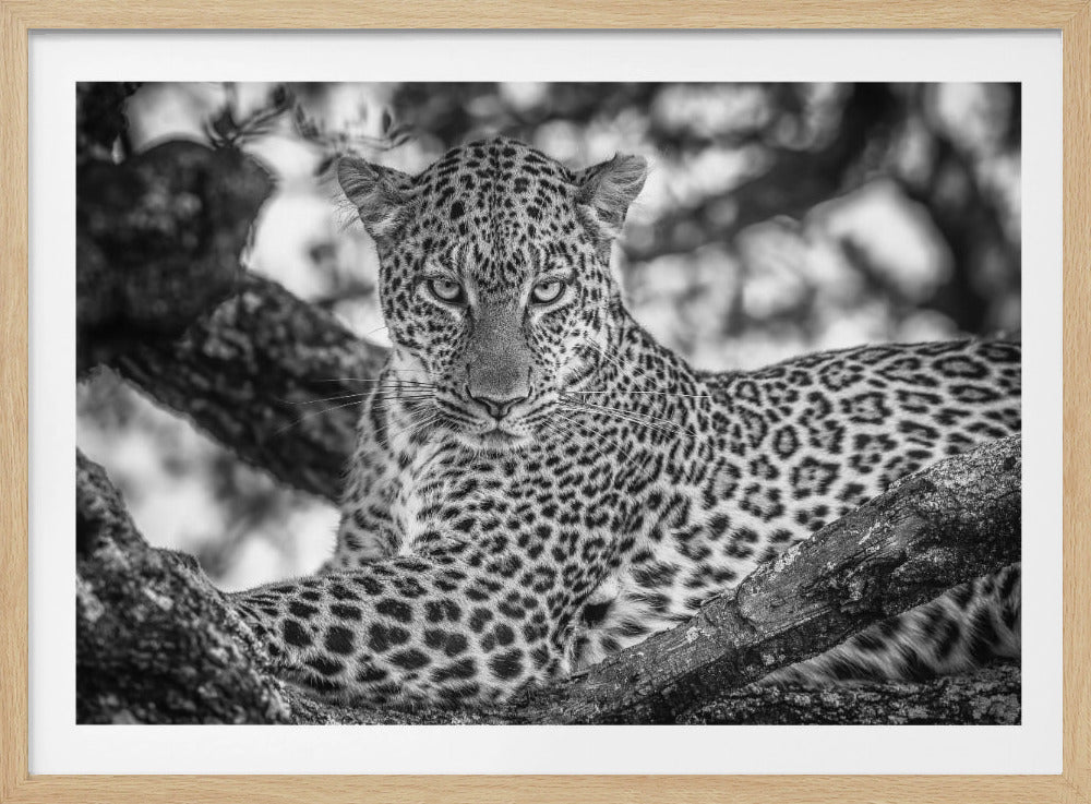 Monochrome beauty | Poster