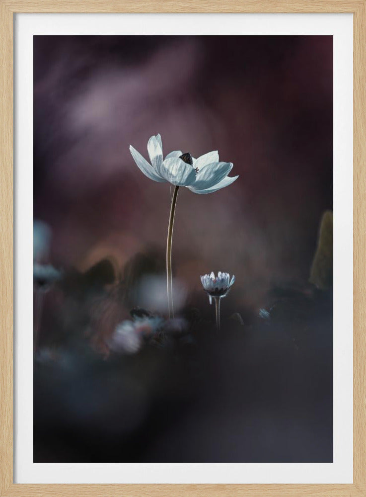 Elles, mes fleurs, émoi | Poster