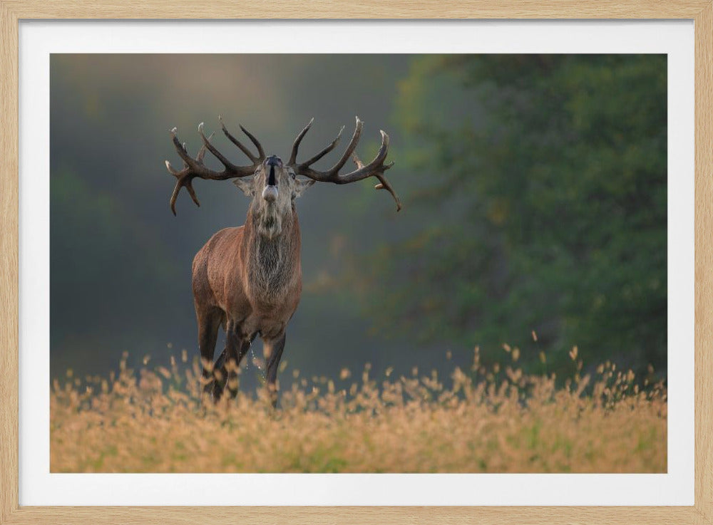 Deer wedding Song | Poster