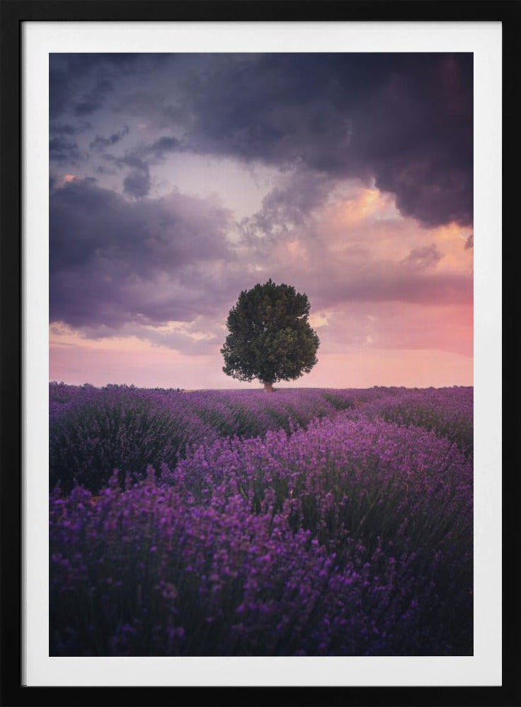 Lavender Fields, Isparta | Poster