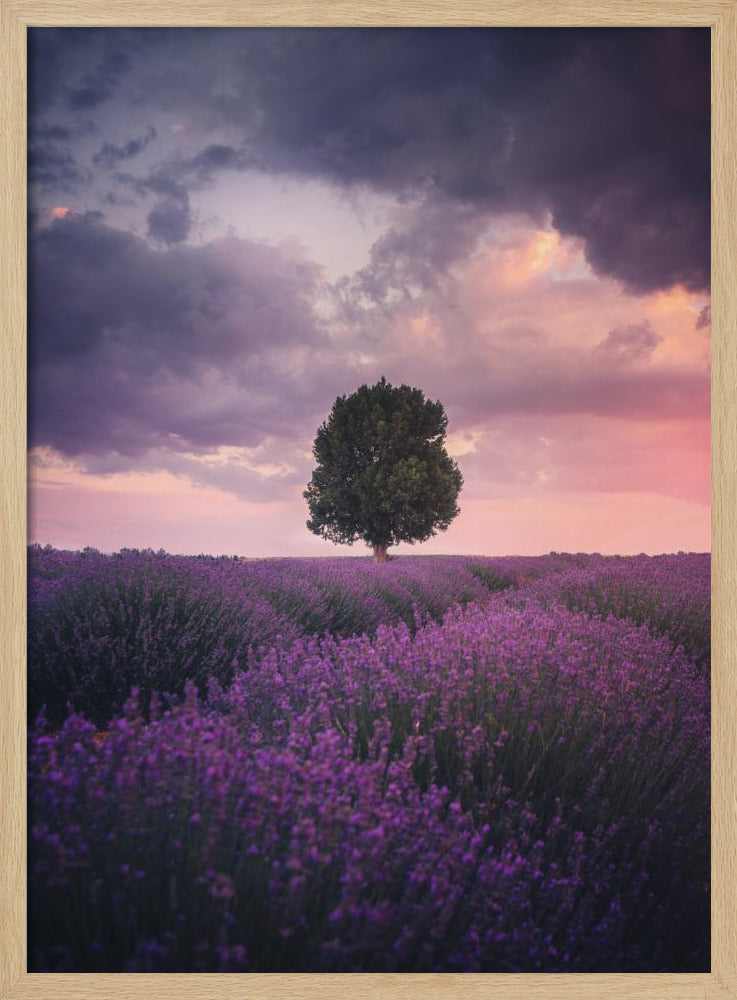 Lavender Fields, Isparta | Poster