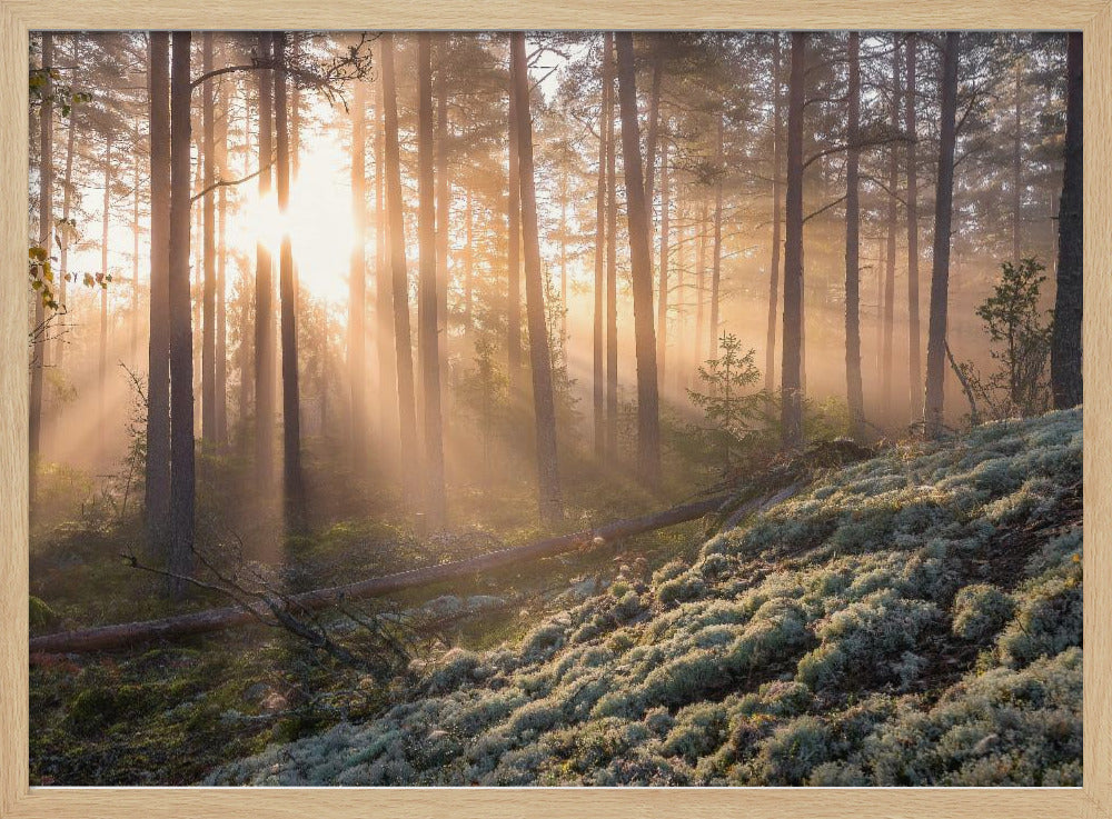 Fog in the forest with white moss in the forground | Poster