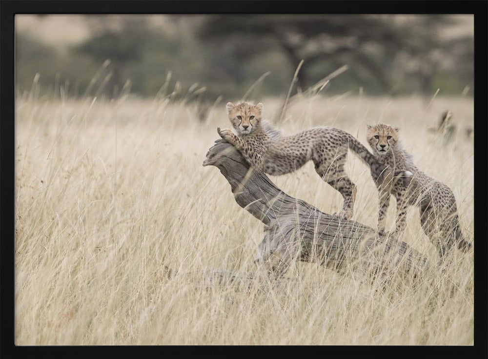 Curious Kitties | Poster