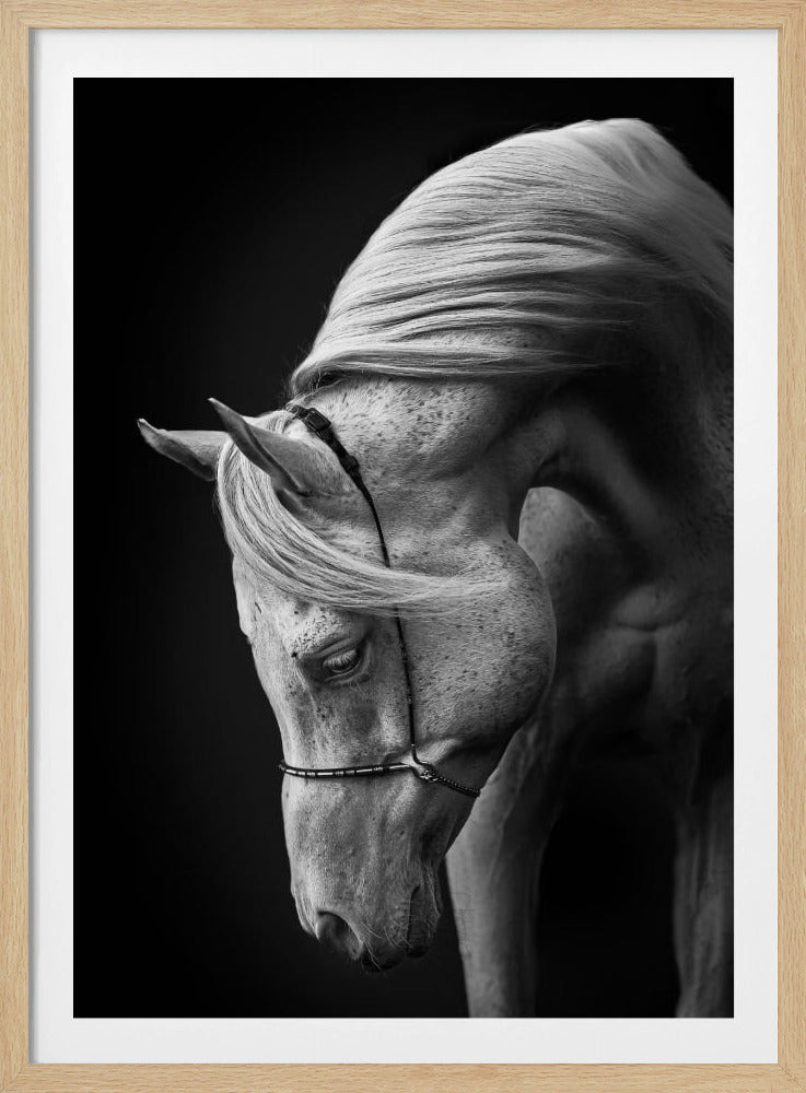 white stallion | Poster