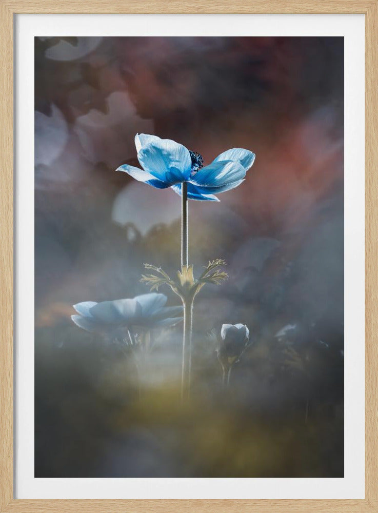 Blossom like a flower | Poster