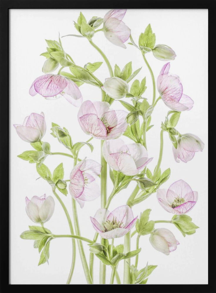 Hellebore | Poster