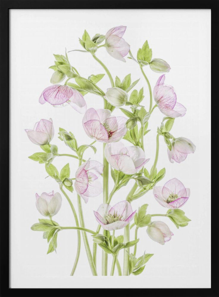 Hellebore | Poster