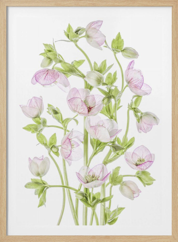 Hellebore | Poster