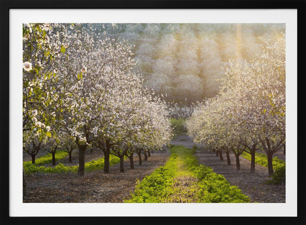 Golden Almonds | Poster