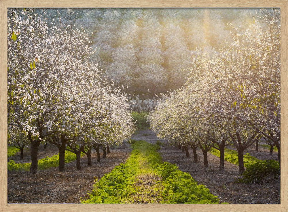 Golden Almonds | Poster