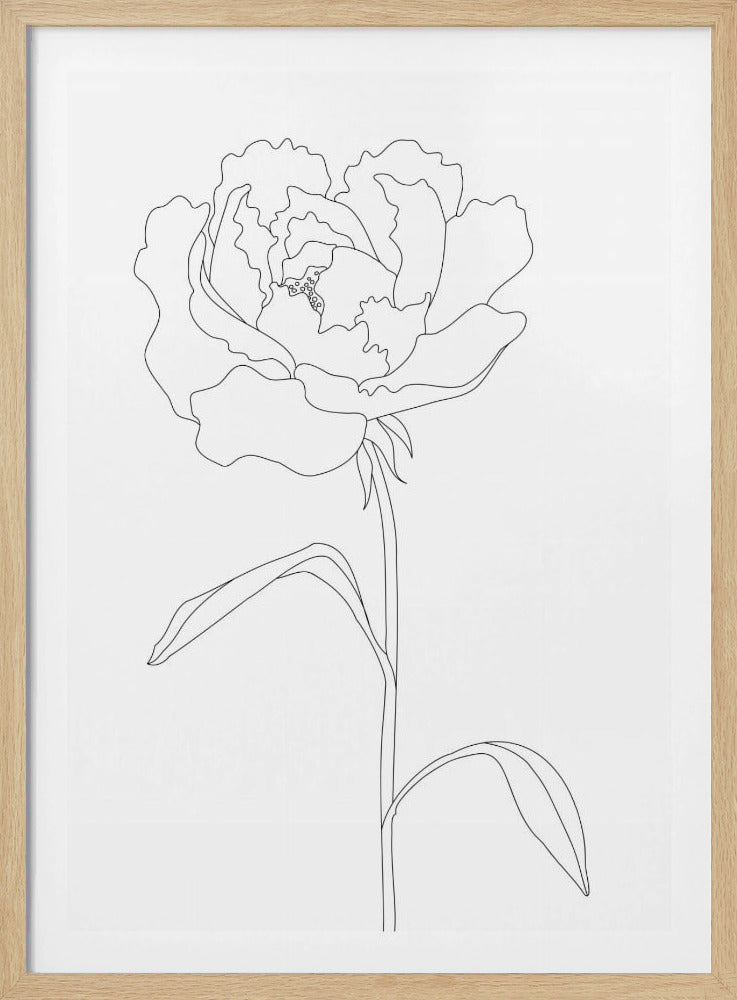 Peony Lines | Poster