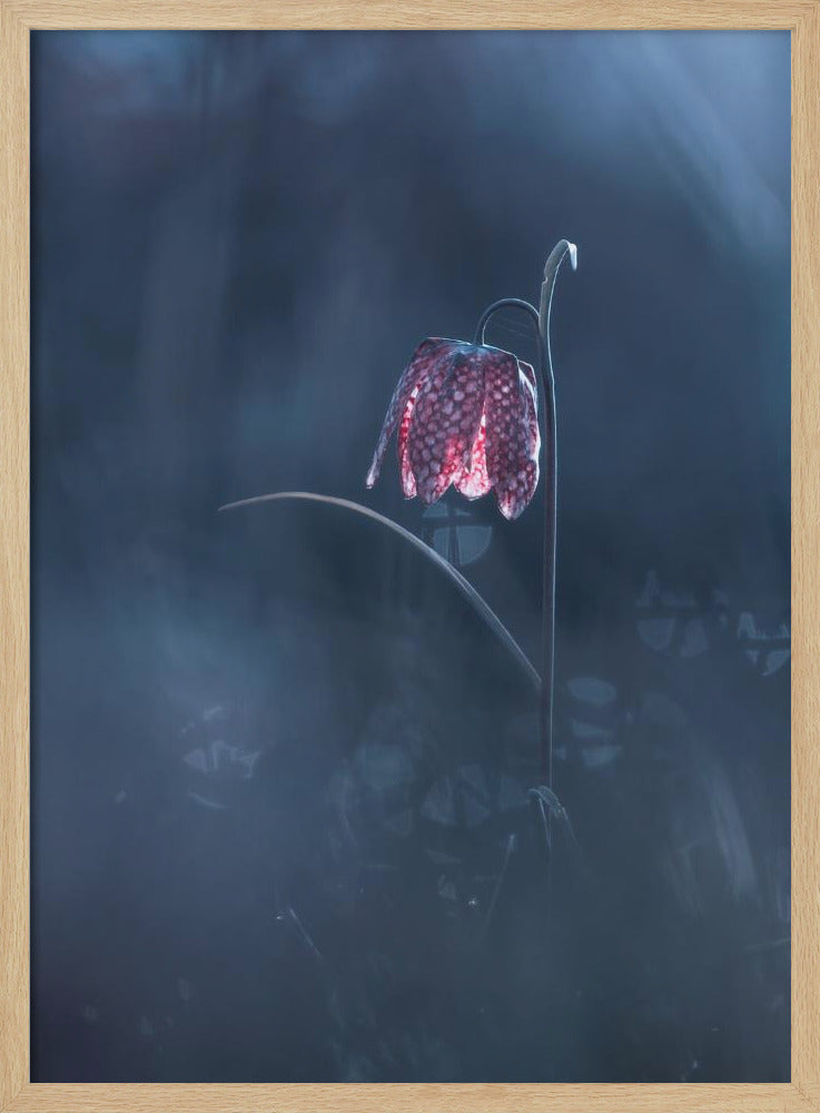 Ephemeral Fantasy | Poster