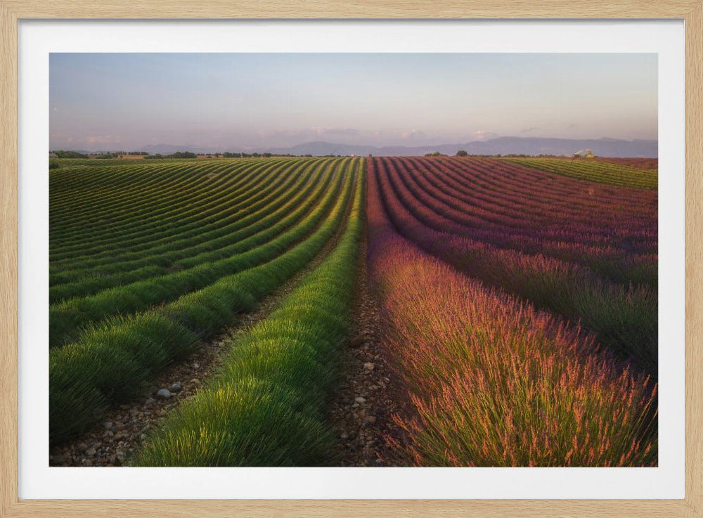 Field of lavender | Poster