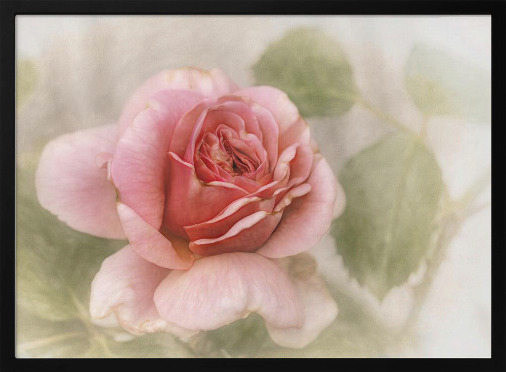 smooth rose | Poster