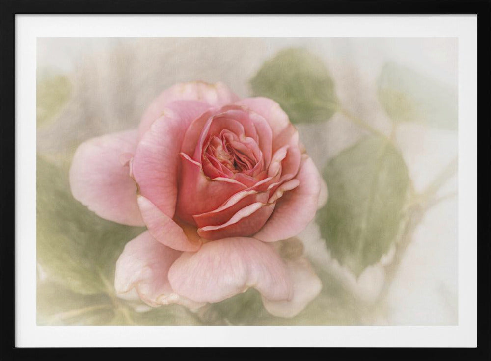 smooth rose | Poster