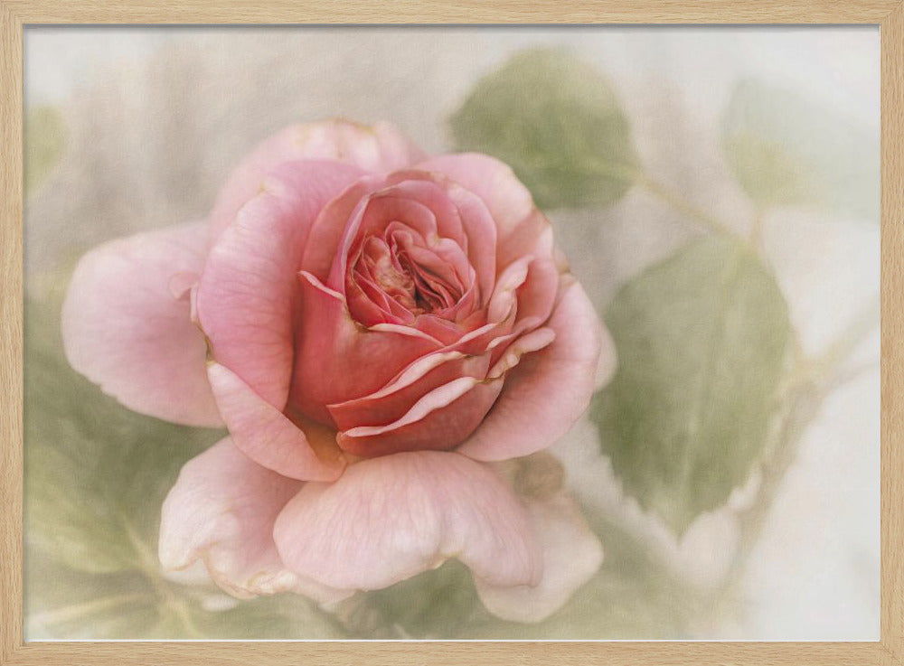 smooth rose | Poster