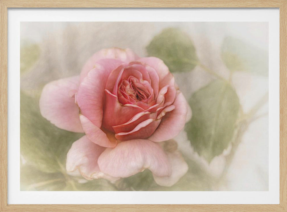 smooth rose | Poster