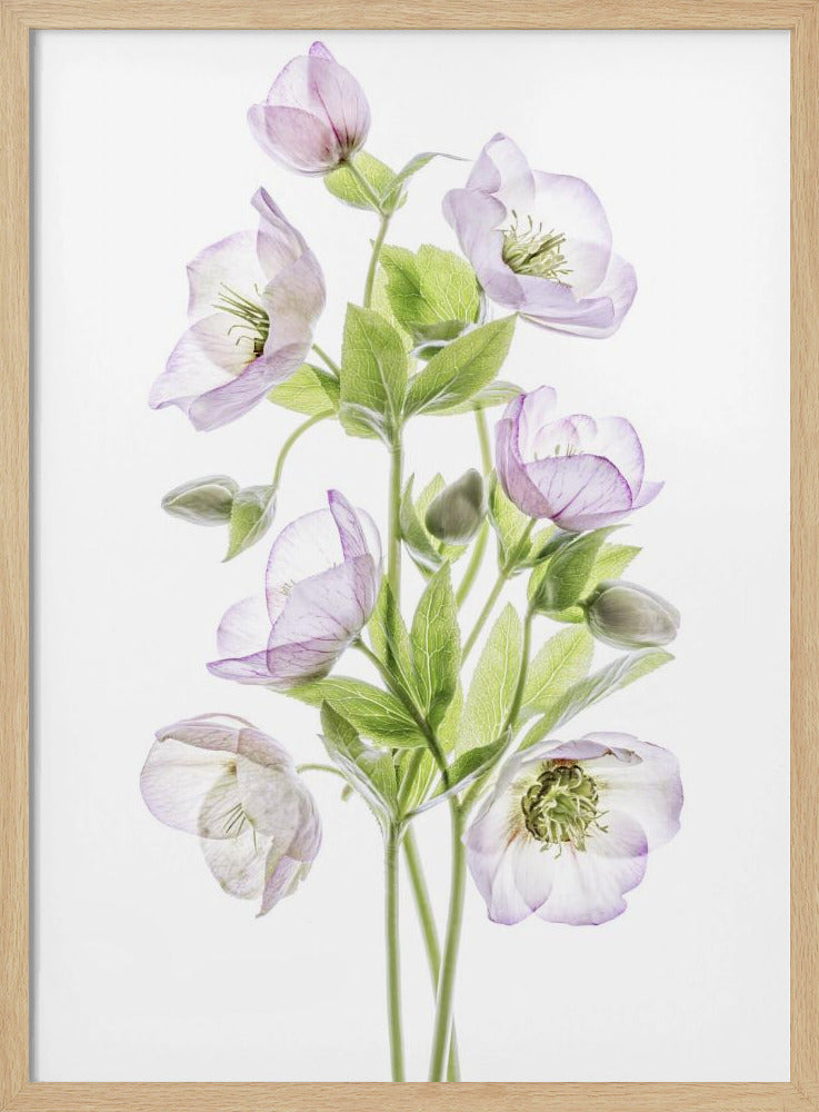 Hellebore | Poster