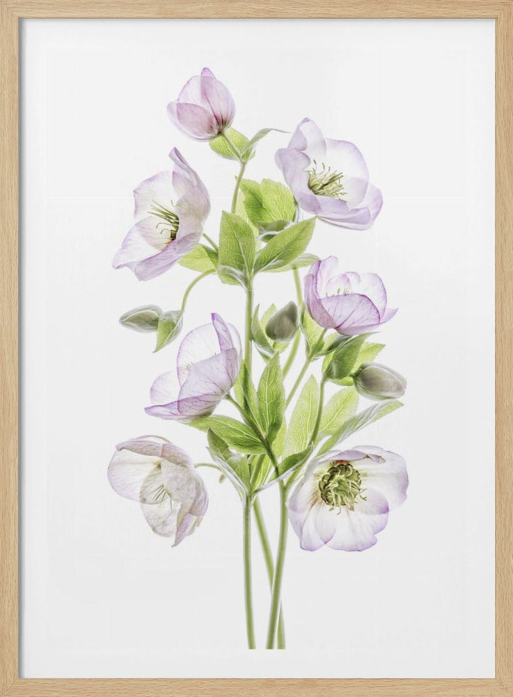 Hellebore | Poster