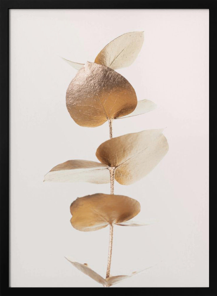 Eucalyptus Gold No 06 | Poster