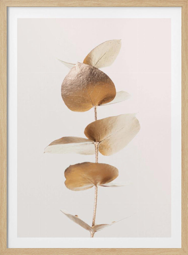 Eucalyptus Gold No 06 | Poster