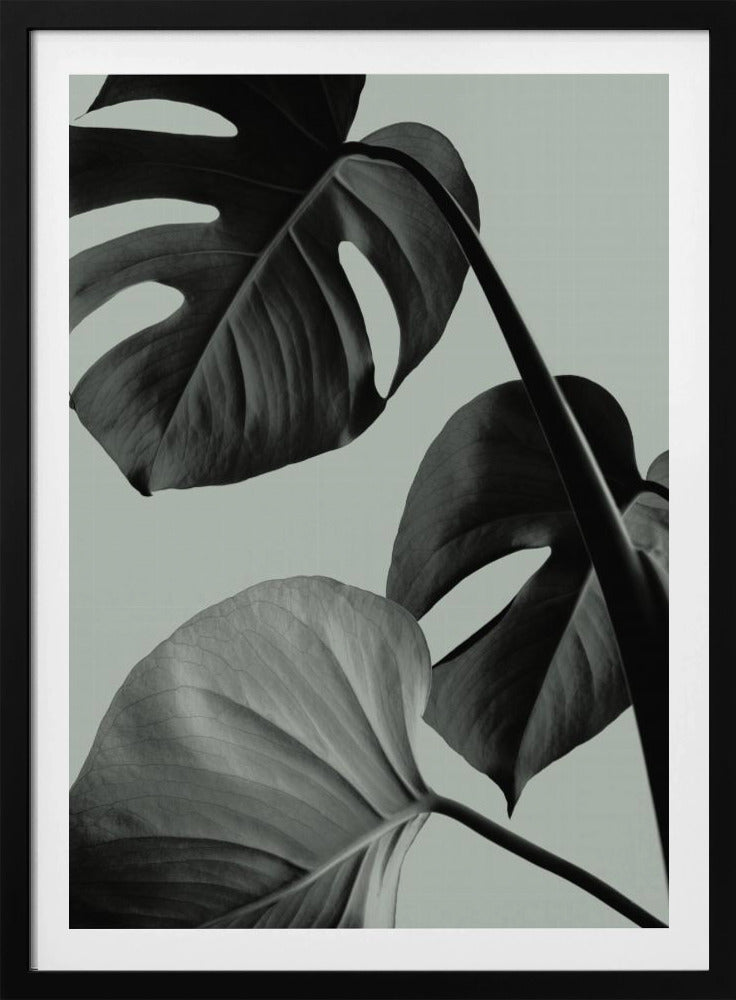 Monstera Teal 07 | Poster