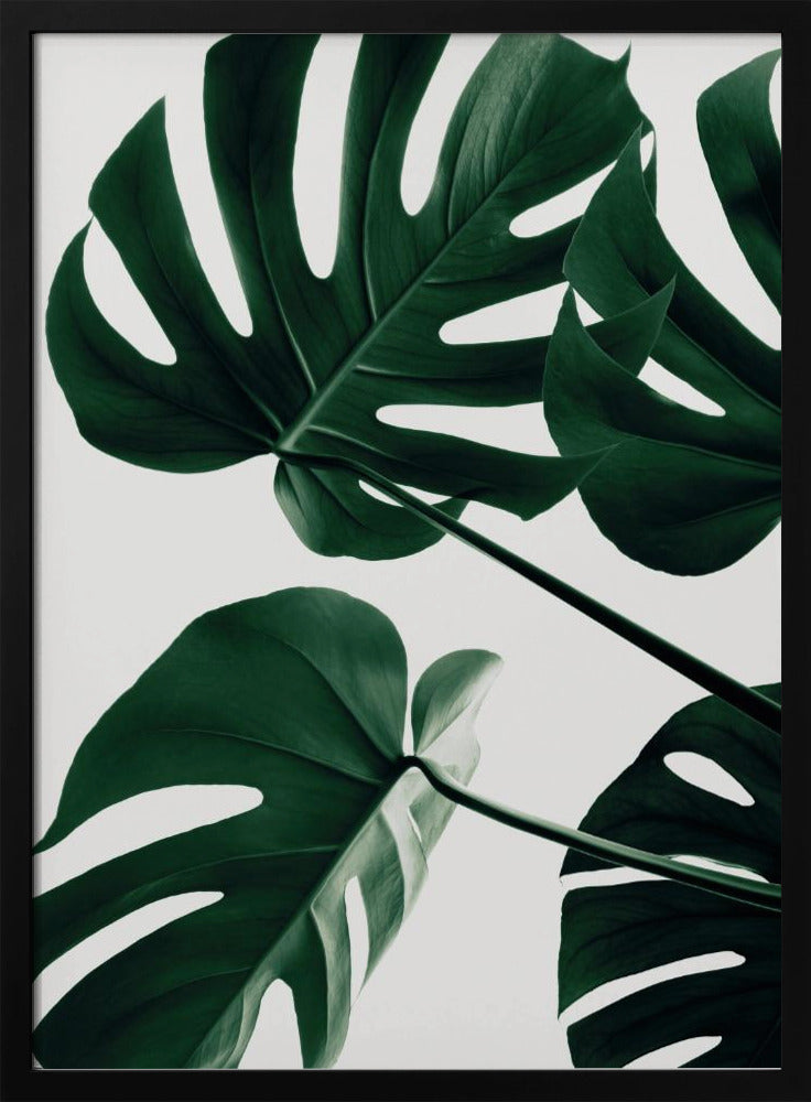Monstera Natural 43 | Poster