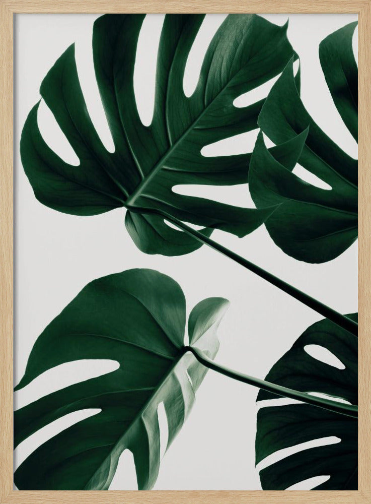 Monstera Natural 43 | Poster
