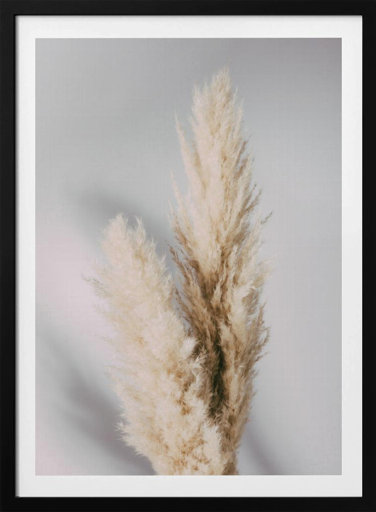 Pampas Grass Grey | Poster