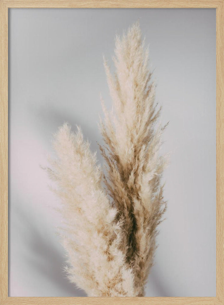 Pampas Grass Grey | Poster