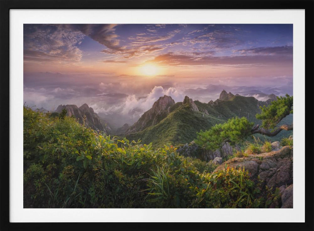 Pine tree on the rock | Poster