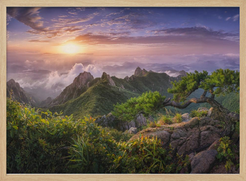 Pine tree on the rock | Poster