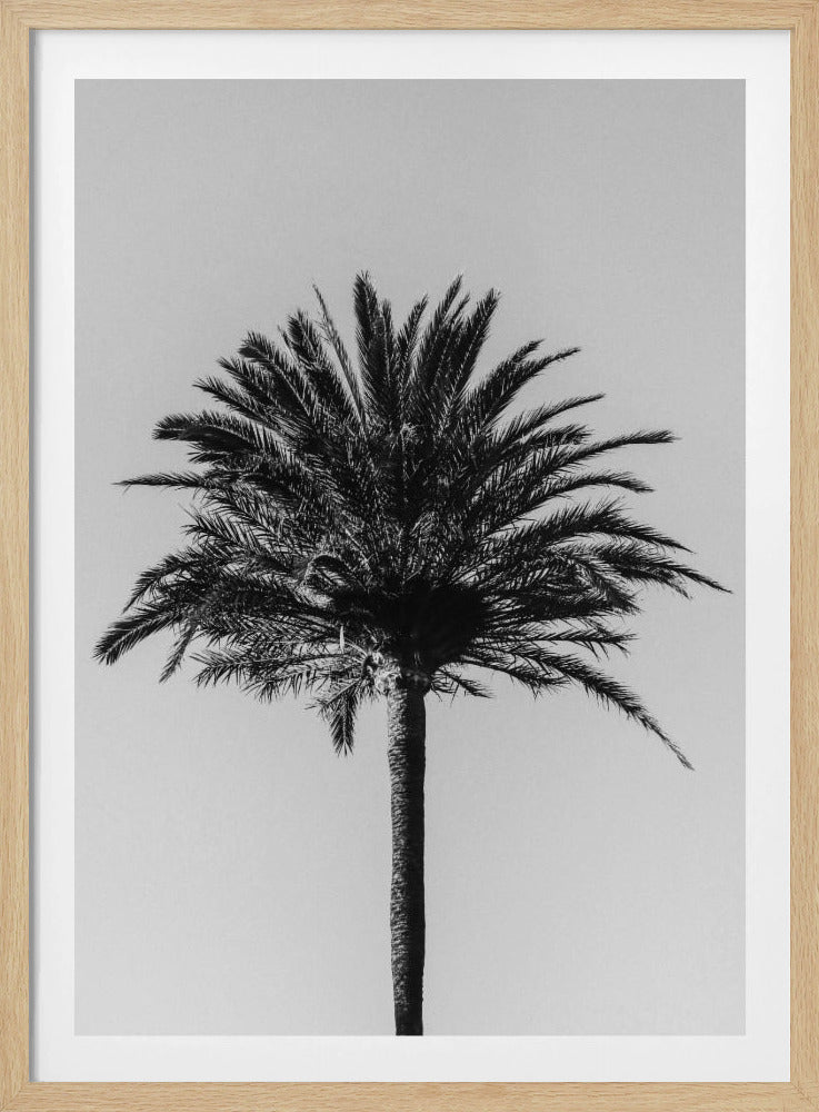 Palm_003 | Poster
