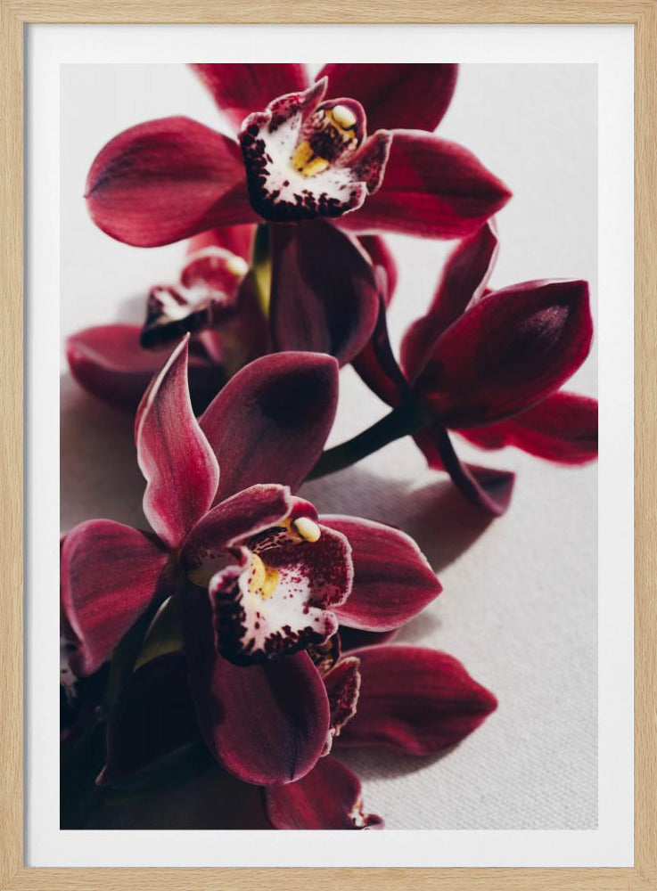 Red Orchids with Delicate Petals | Poster