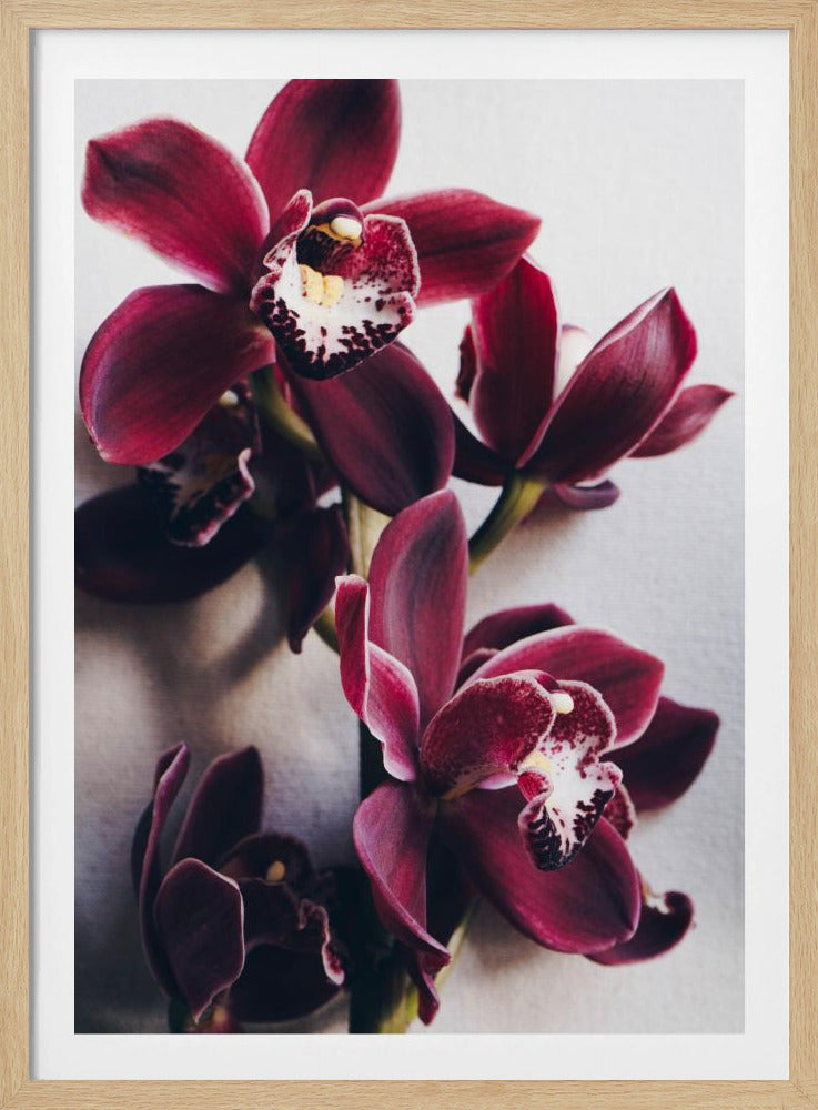Orchid Elegance | Poster