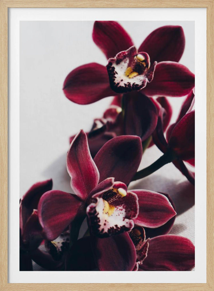 Velvet Orchid Twilight | Poster