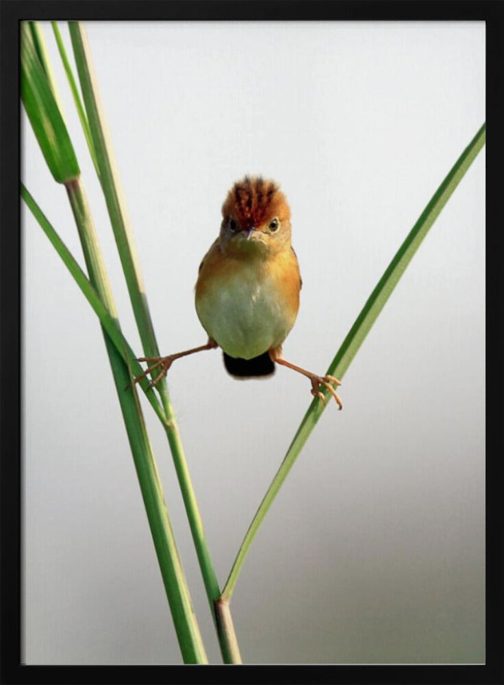 Kung Fu Master | Poster