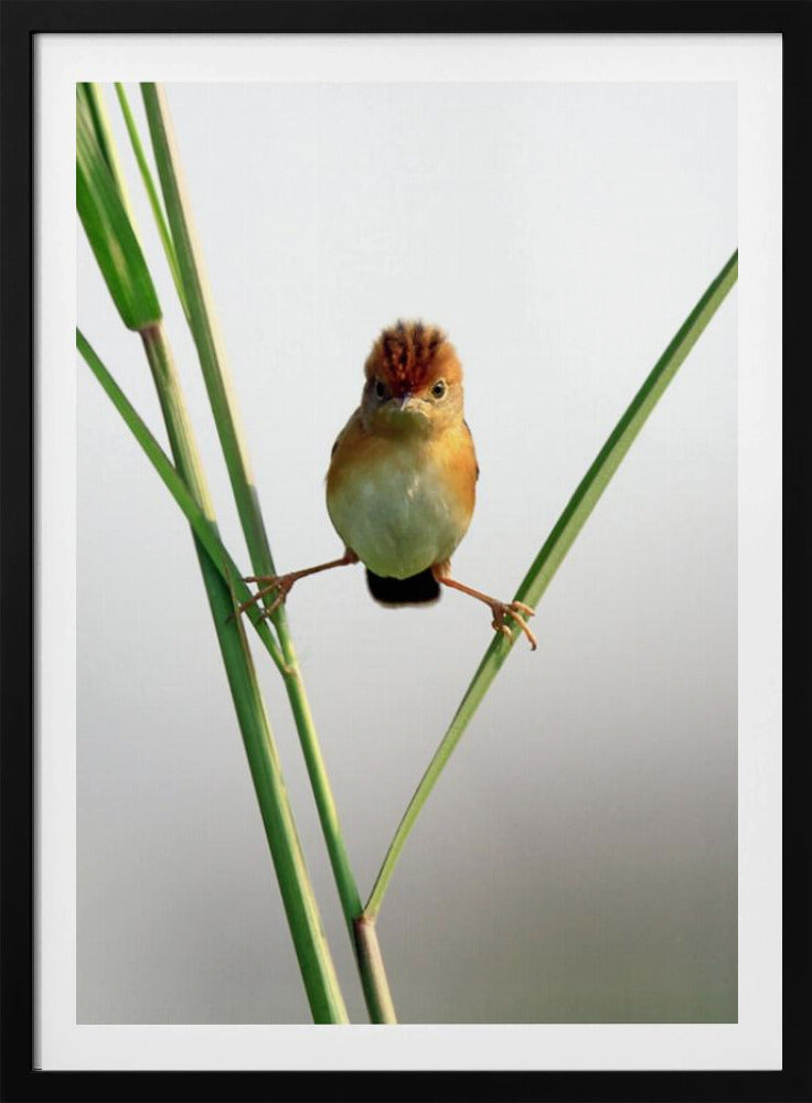 Kung Fu Master | Poster