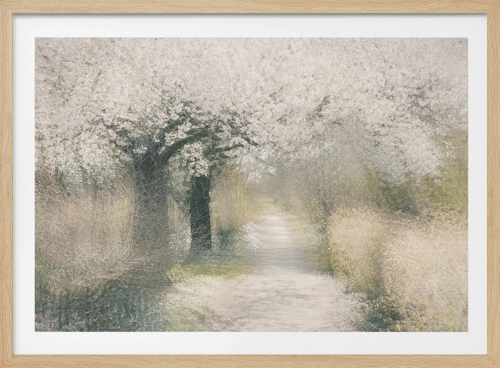 Cherry blossom | Poster