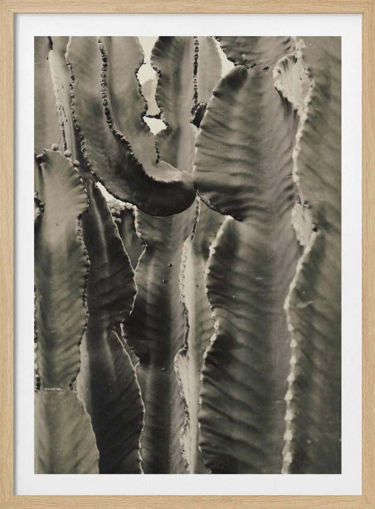 Cactus_002 | Poster