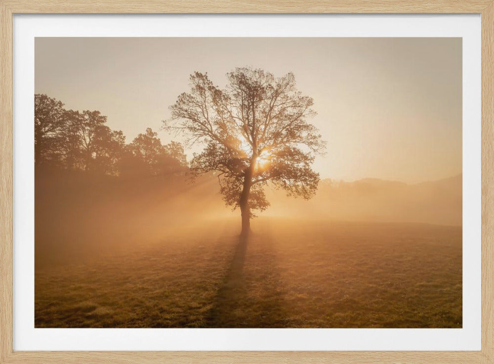 Lonely tree | Poster