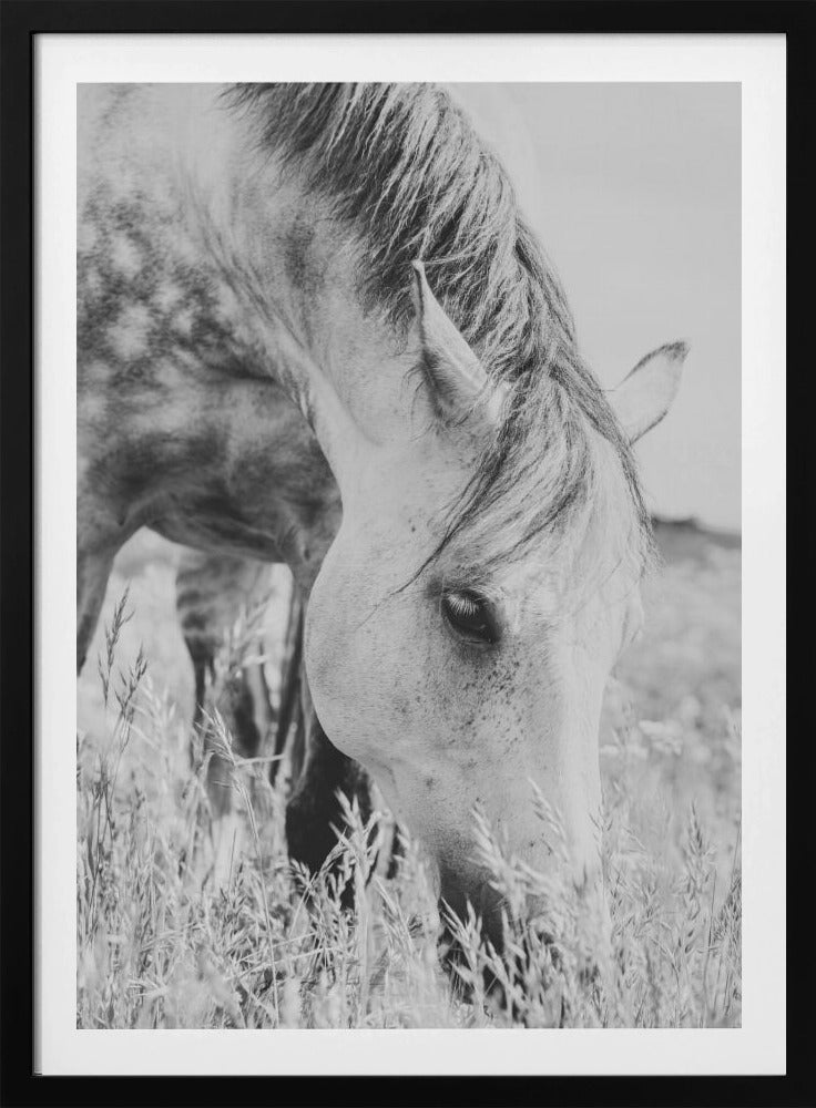 stallion | Poster
