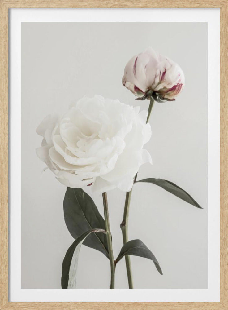 Peony 12 | Poster