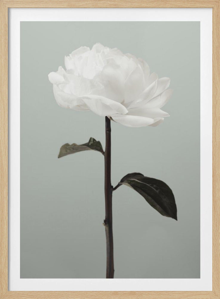 Peony 16 | Poster