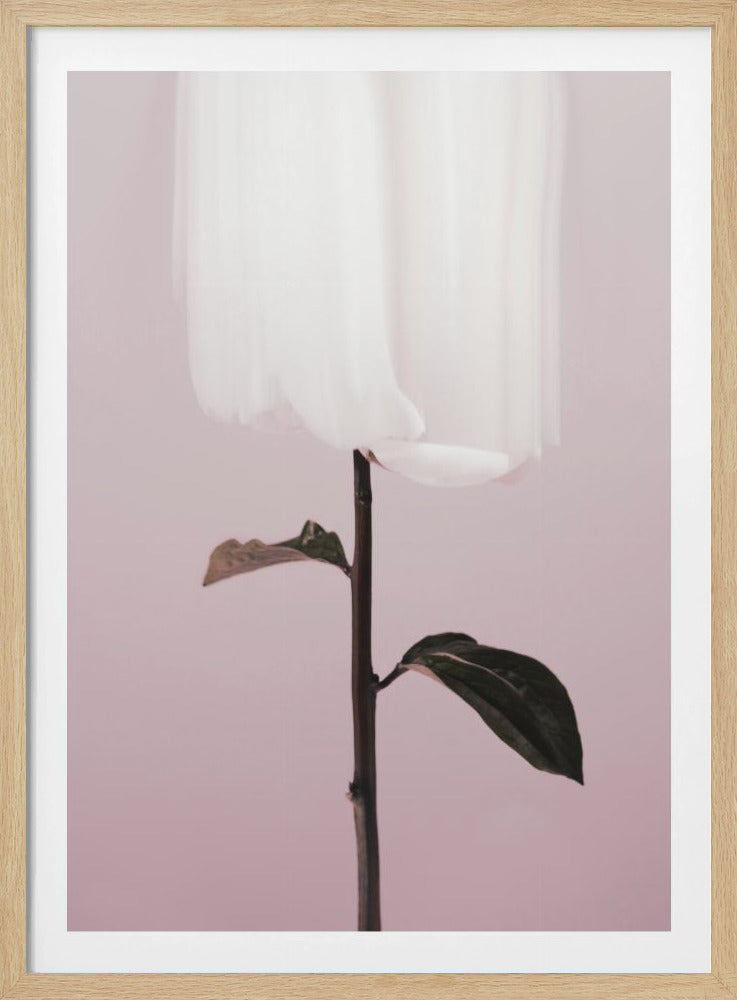 Peony 19 | Poster