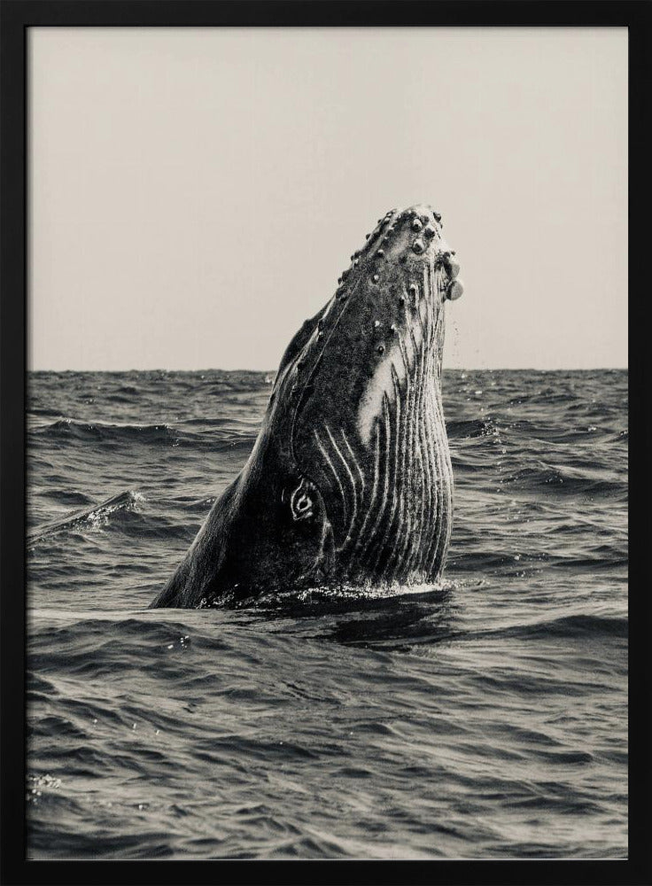 Secret of Whale | Poster