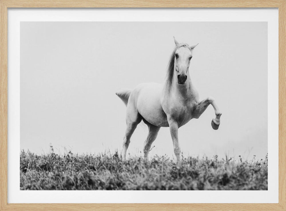 a short story about white beauty | Poster