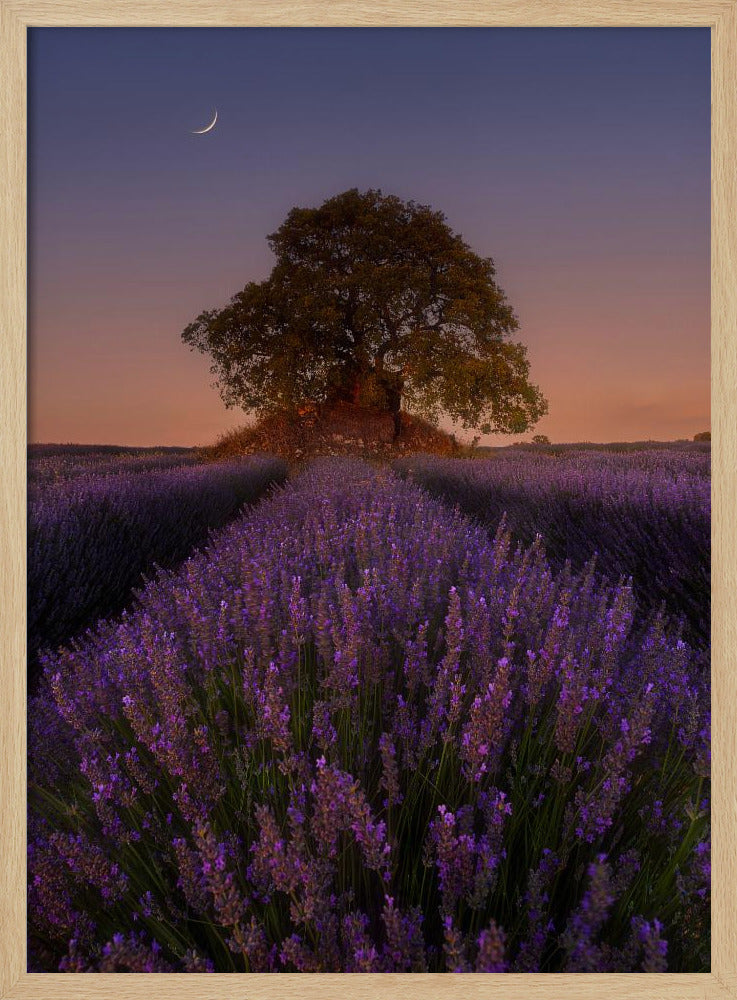 Lavender and Moon | Poster
