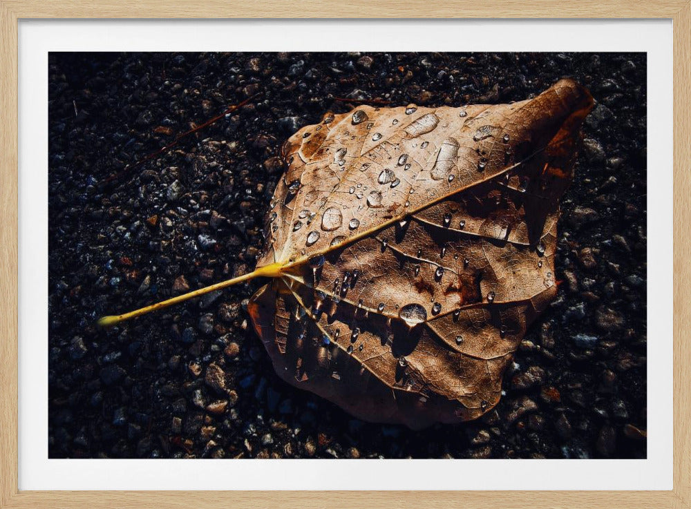 Leaf | Poster
